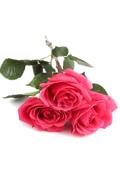 粉薔薇