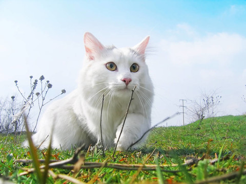 貓的獵人