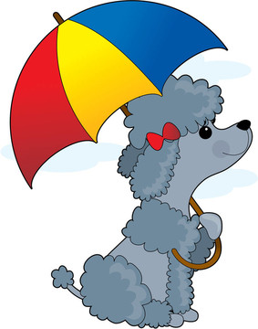 貴賓犬在雨中