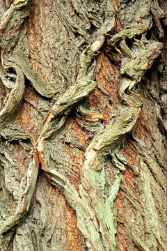白柳皮的背景；Salix alba；特写