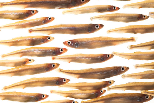 小魚安排（冶煉）4