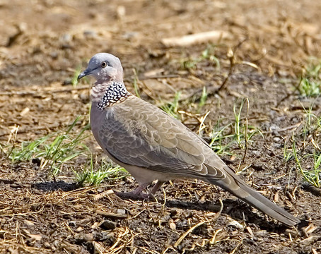 珠頸斑鳩