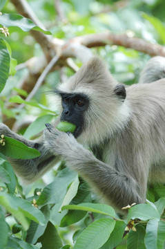 猴子（Gray langur）吃水果