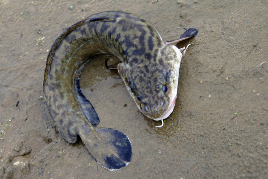 Burbot；躺在沙灘上