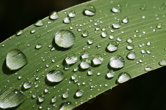 雨在草葉扣分