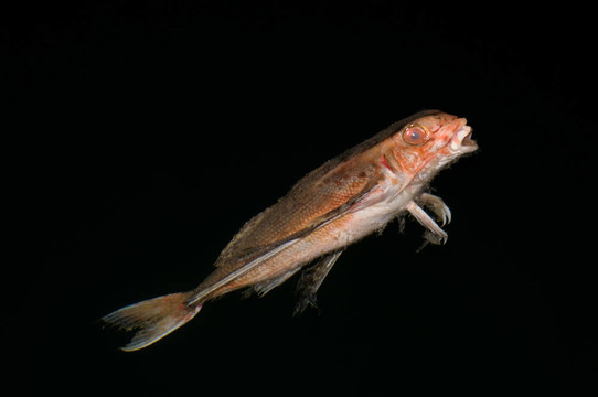 死魚