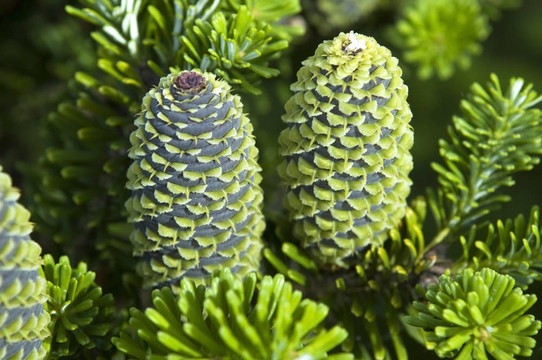 球果松樹枝