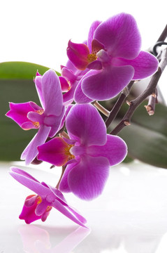 蘭花