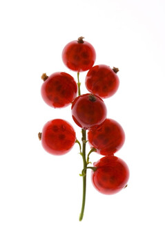 紅醋栗