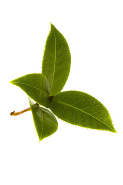 茶鮮葉