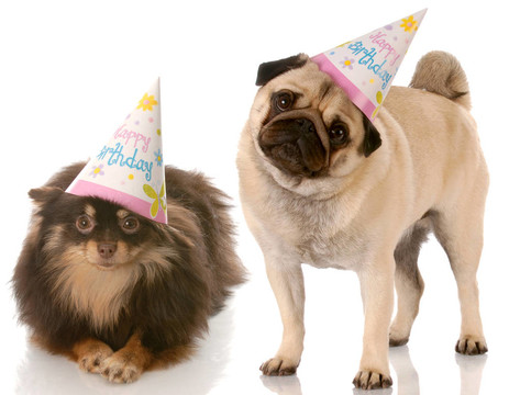生日的狗