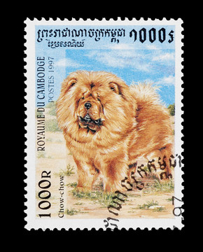 松獅犬