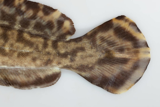 Burbot（洛塔洛塔）尾鰭白色隔離