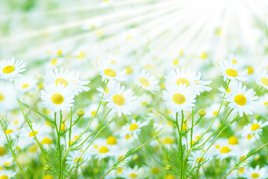 甘菊