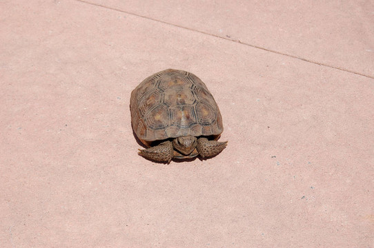 慢與Steady Turtle
