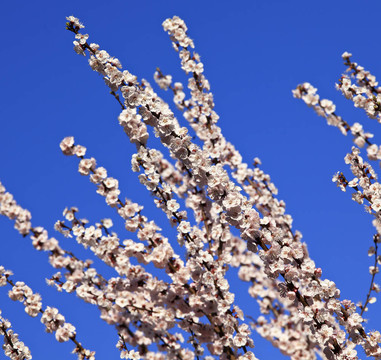 櫻花樹枝