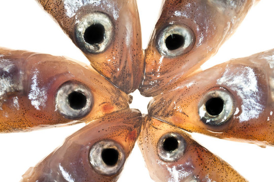 小魚(yú)安排（冶煉）2