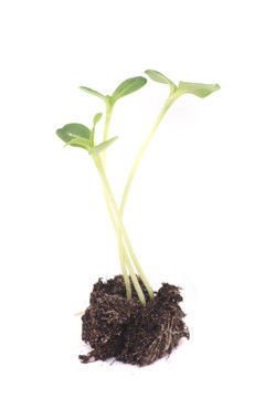 年輕的植物