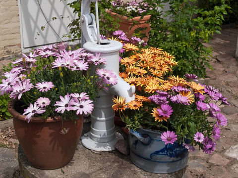 花園里美麗的雛菊花