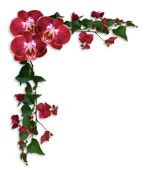 蘭花和杜鵑花的邊界