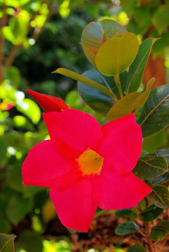 Dipladenia 01
