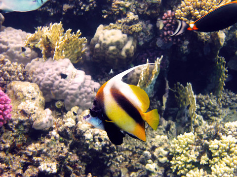 紅海鰭魚