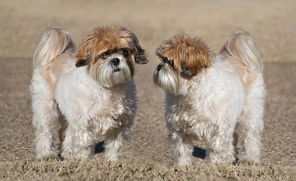西施犬