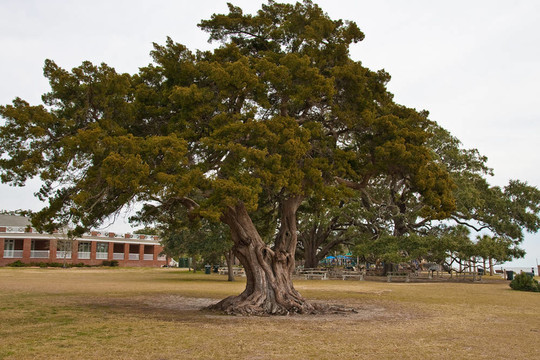 海岸公園古橡樹