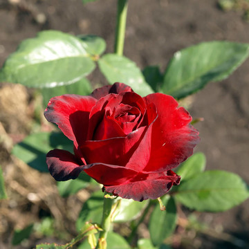 花園里的紅玫瑰