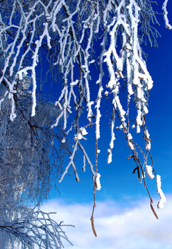 Snow frost樺木科