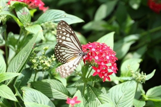 蝴蝶