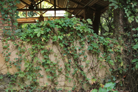 爬山虎