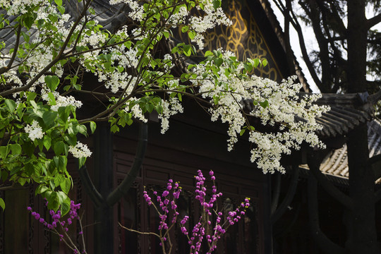 丁香花