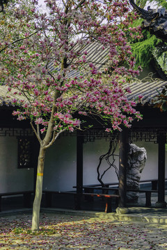公園玉蘭樹
