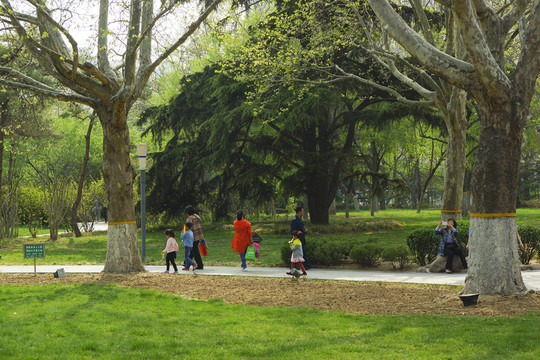公園綠樹綠地