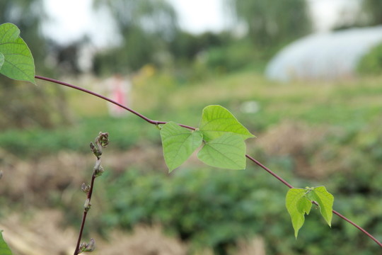 紫扁豆葉子