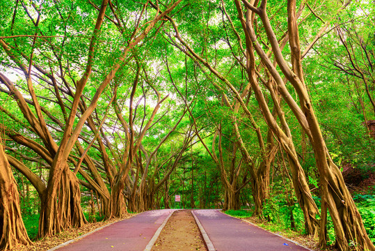 森林小路
