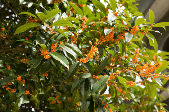 紅桂花