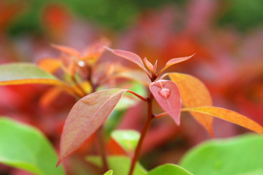 紅葉石楠