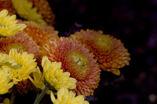 橙光 菊花