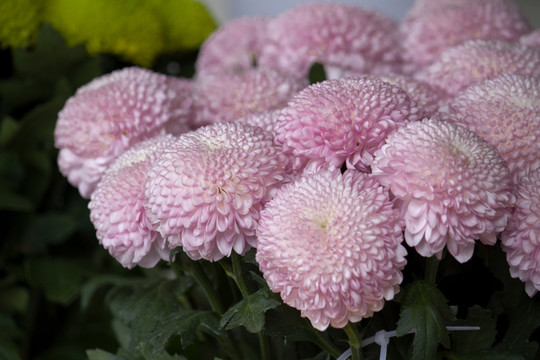 粉乒乓 菊花