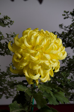 國華大寶  菊花