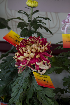 金皇后 菊花