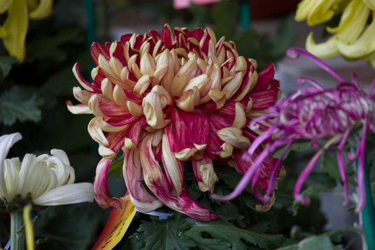 金皇后 菊花