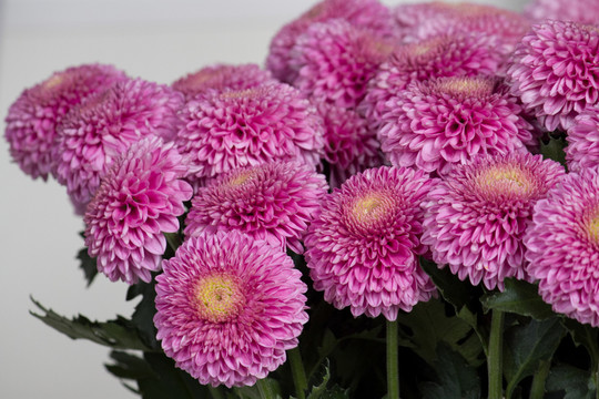 凱麗美粉 菊花