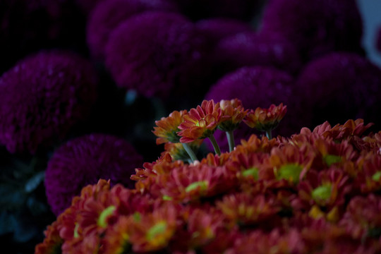 綠意 菊花
