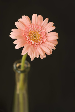 粉色非洲菊
