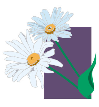 雛菊