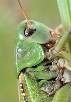 蚱蜢（Tettigonia cantans）特寫。