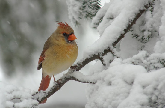 Snow女紅衣主教